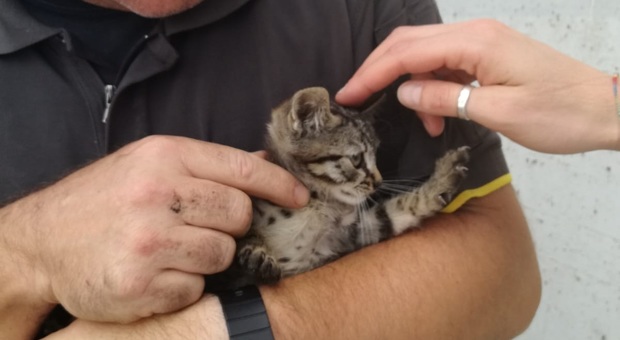 Il gattino tratto in salvo con il richiamo audio di YouTube dai vigili del fuoco di Gemona