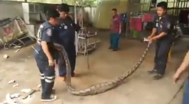 Thailandia, serpente resta incastrato sotto al pavimento di un'abitazione