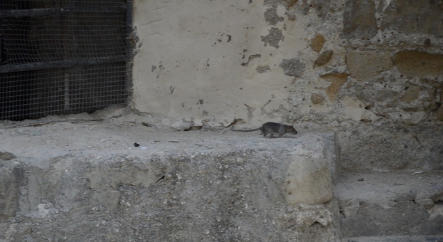 Napoli, decine di topi invadono le torri aragonesi e le aiuole su via Marina