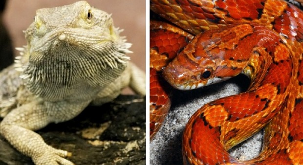 Sfrattato, lascia in casa un drago barbuto e un serpente del grano: 27enne denunciato