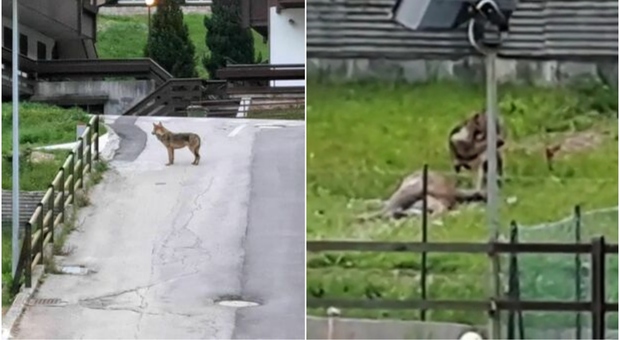 Lupo sbrana un cervo nel giardino dell'hotel Excelsior ad Auronzo, il video fa il giro del web