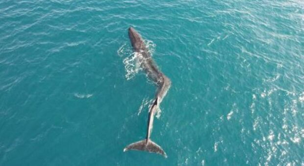 Una balena di 40 tonnellate affetta da scoliosi è stata avvistata a Cullera (in Spagna)