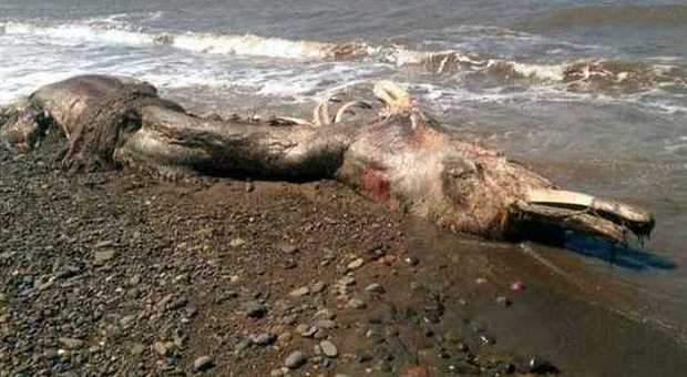 "Sembra un delfino o un mammut con pelliccia": 'strana' creatura ritrovata sulla spiaggia -GUARDA