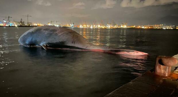 La balena di Sorrento trasferita nel porto di Napoli: è arrivata al molo San Vincenzo, ora l'autopsia