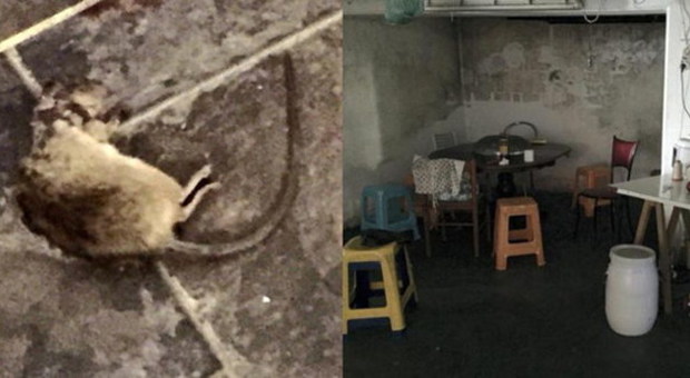 Topi morti per terra e lavoro nero: chiusi cinque laboratori-lager cinesi