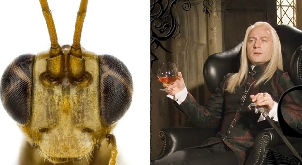 Harry Potter, scienziato battezza insetto come il cattivo della serie: ecco la vespa "Lucius Malfoy"