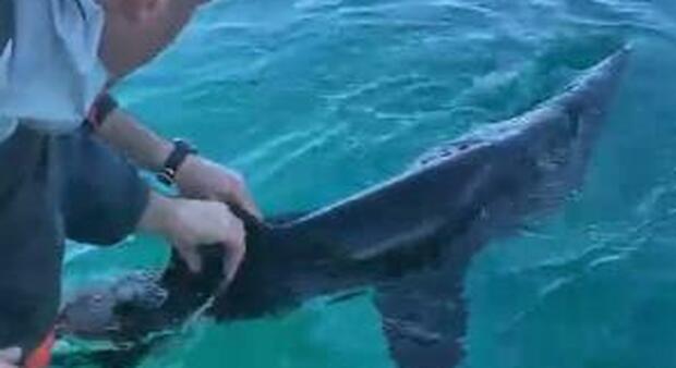 Raro squalo elefante nelle acque di Torre Guaceto: i pescatori lo salvano
