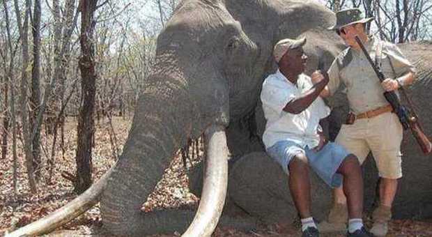 Paga 50mila euro e uccide elefante: era il più grande. Le zanne pesavano 54 chili