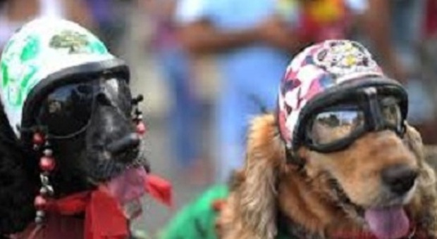 Cani mascherati al carnevale di Malo