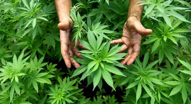 Napoli, famiglia coltiva cannabis in giardino: denunciata