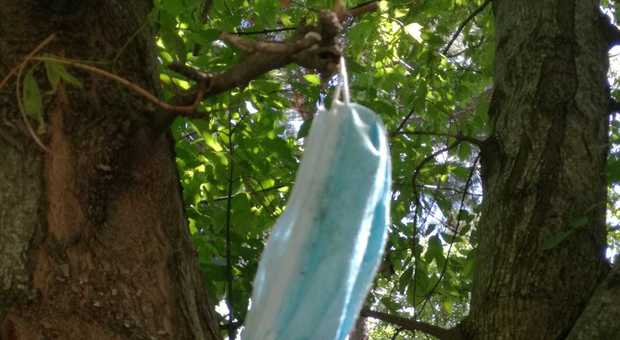 Una mascherina "appesa" ad un albero
