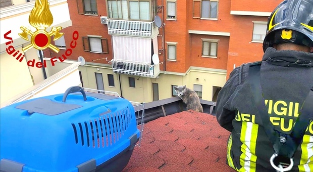 Il gatto è nella grondaia del tetto, salvato in extremis