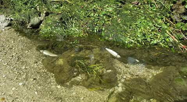 Moria di pesci nel torrente Sonna: centinaia di trote spiaggiate