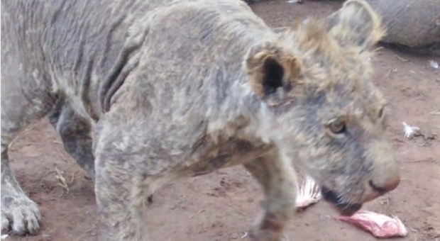 uno dei leoni trovati malati e malnutriti in un allevamento sudafricano (immagine pubblicata da Humane Society International)