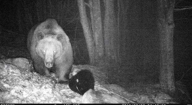 L'orso Madi ripreso da una foto trappola a Polcenigo (Pordenone)