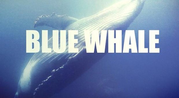 Blue whale, come contrastarla? Ecco il decalogo della polizia postale: «Facciamo rete e condividiamo»
