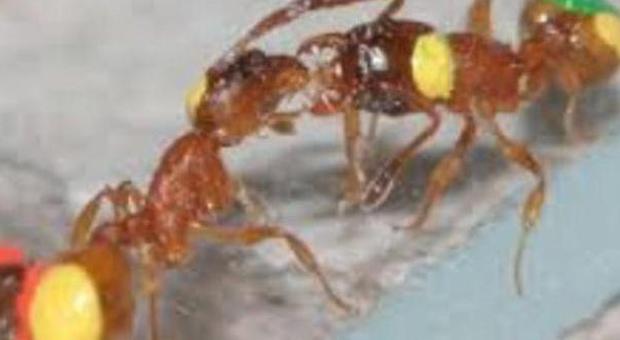 Ladri di moto acciuffati legati e torturati con formiche velenose