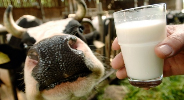 Troppo caldo per le mucche: meno 20% di latte