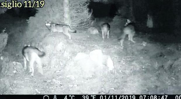Branco di lupi "catturato" nel fondo del bosco del Cansiglio