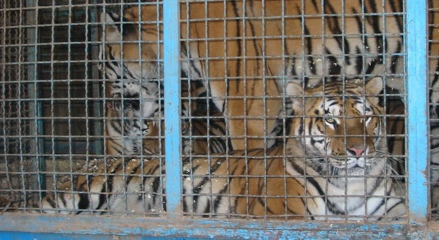 Entra nella gabbia delle tigri al Circo Lidia Togni, i felini gli staccano un braccio