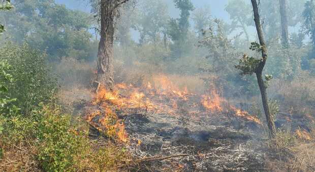 Incendio sulle colline di Tuscania, scomparsi ettari di bosco