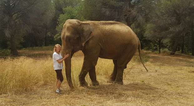 L'artista circense contro gli animalisti per l'elefante in giardino: «È un membro della famiglia, non ce lo porterete via»