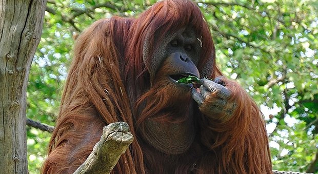 Borneo, la strage degli orangotanghi: oltre centomila scomparsi in 16 anni