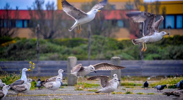 Aviaria, strage di gabbiani sul Lago di Garda: cosa sta succedendo e rischi per l'uomo. «Mortalità senza precedenti»