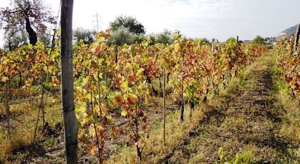 In Puglia emergenza siccità «Distrutti i nostri raccolti»