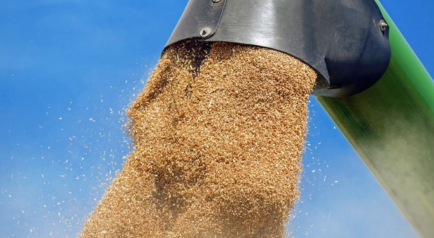 Tre giorni per salvare il grano dell'Ucraina - Foto di Couleur da Pixabay