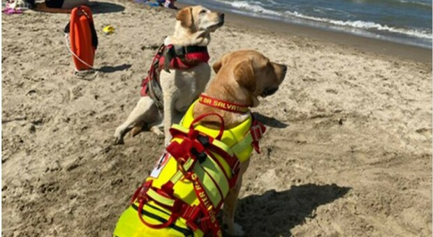 Cani bagnini eroi a Ladisoli, Perla e Argo: i labrador che hanno salvato due bagnanti che rischiano di annegare