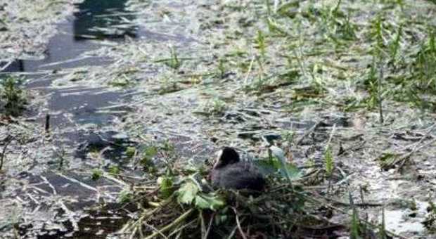Mix letale di caldo e bassa marea: Venezia assediata dal fetore