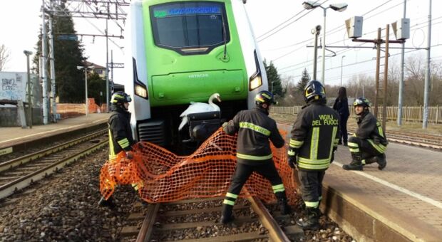 Cigno incastrato nel locomotore del treno: salvato dai Vigili del Fuoco