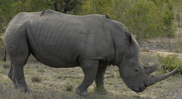 Zoo di Parigi: uccidono il rinoceronte e con la motosega gli staccano il corno