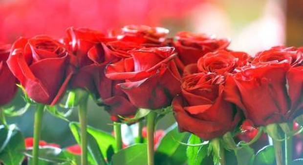 Da Padova al Piovese 14 mila piante di rose rosse per dare il benvenuto