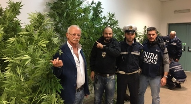 Portici, municipale scopre serra di marijuana nel giardino di una villa