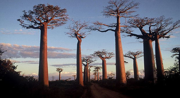 Morti baobab millenari, colpa dei cambiamenti climatici