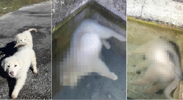 Due cuccioli di cane uccisi: affogati nell'acqua gelata davanti ai fratellini FOTO CHOC