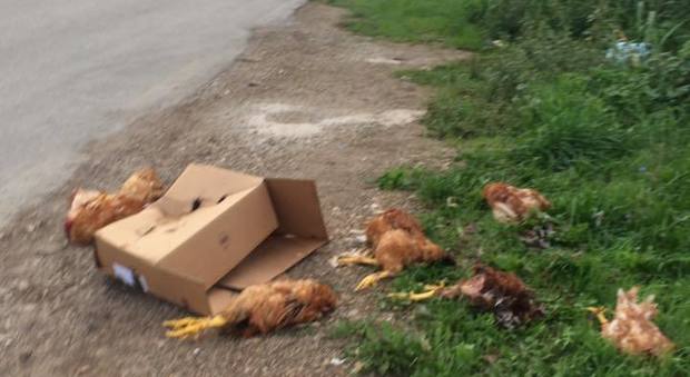 Battipaglia, polli e galline morti in strada macabro ritrovamento in una via di campagna