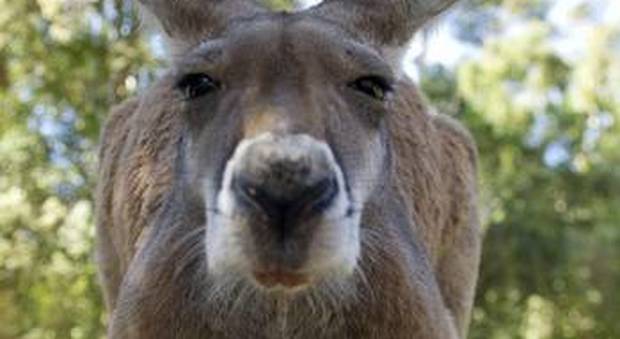 Cina, canguro ucciso a sassate dai visitatori di uno zoo: volevano vedere come saltava