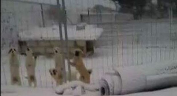 Trecento cani in pericolo. Liberata la strada per il canile, ora si cercano volontari per spalare la neve all'interno