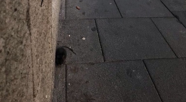 Ratti in piazza a Vallo della Lucania, i grillini chiedono l'intervento dell'Asl