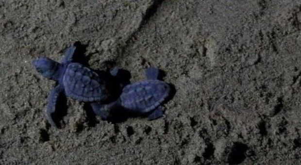 Nate 108 tartarughe sulla spiaggia di Acciaroli nel Cilento FOTO