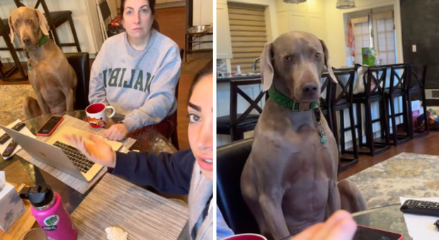 «Il nostro cane Grayson si comporta come un umano: vuole sedersi a tavola con noi». I video esilaranti diventano virali