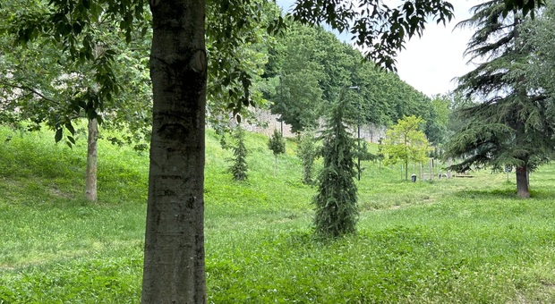 Terni, erba alta e zanzare: il parco Ciaurro come una giungla, per i bambini impossibile giocare
