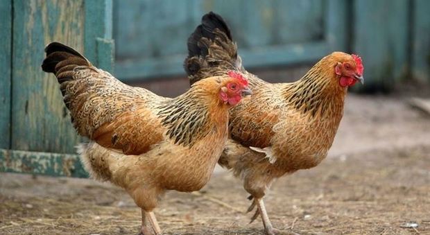 Ci sono ancora i ladri di galline: depredato un pollaio aziendale
