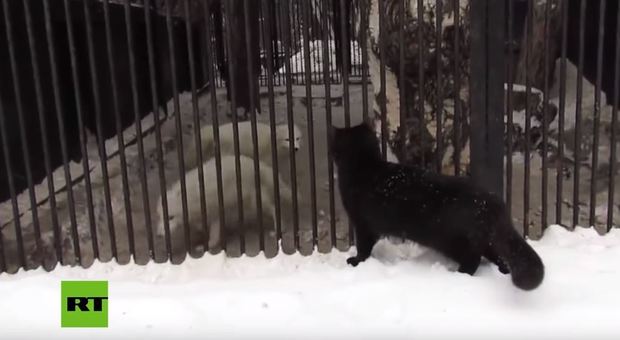 Gatta nera spaventa a morte due volpi artiche in uno zoo russo