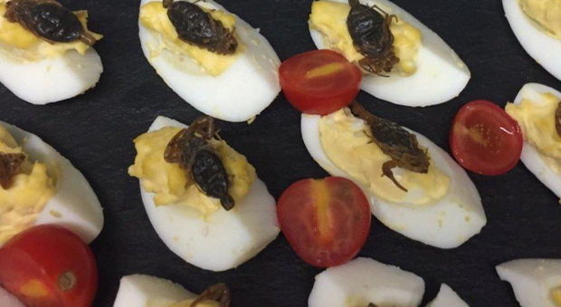 Friuli, invito a cena con insetto: nel piatto scorpioni, cavallette e vermi