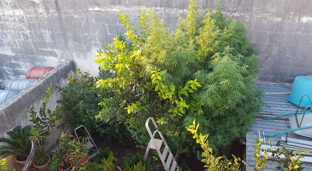 In cortile tra gli agrumi, una piccola piantagione di marijuana