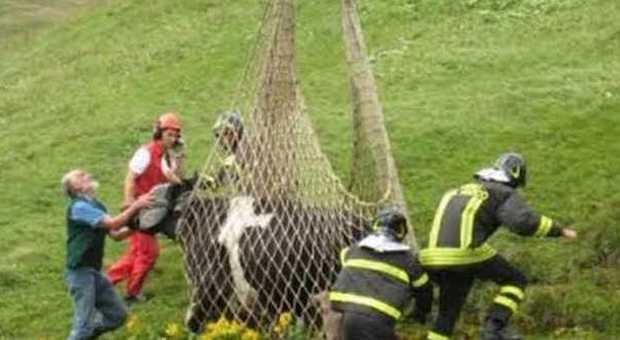 Toro di 900 chili cade in un dirupo: salvato con l'elicottero